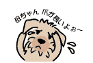 犬ダニ