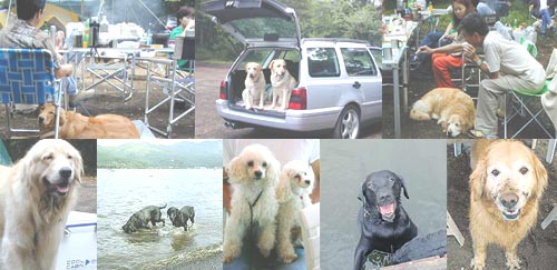 犬 キャンプ